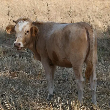 A Machja Ξενοδοχείο